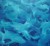 Des dégradés de bleu qui semblent être des fonds marins, où évoluent des dauphins.